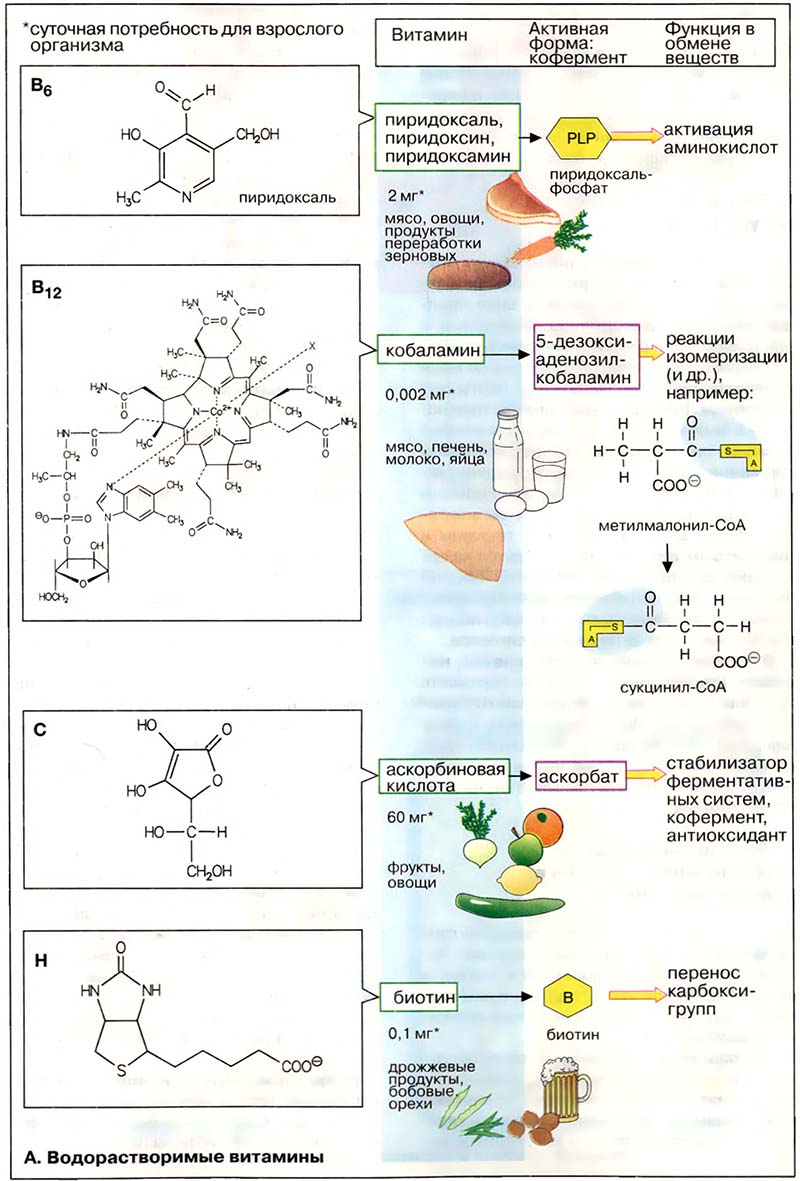 Питание. Витамины / Водорастворимые витамины. II
