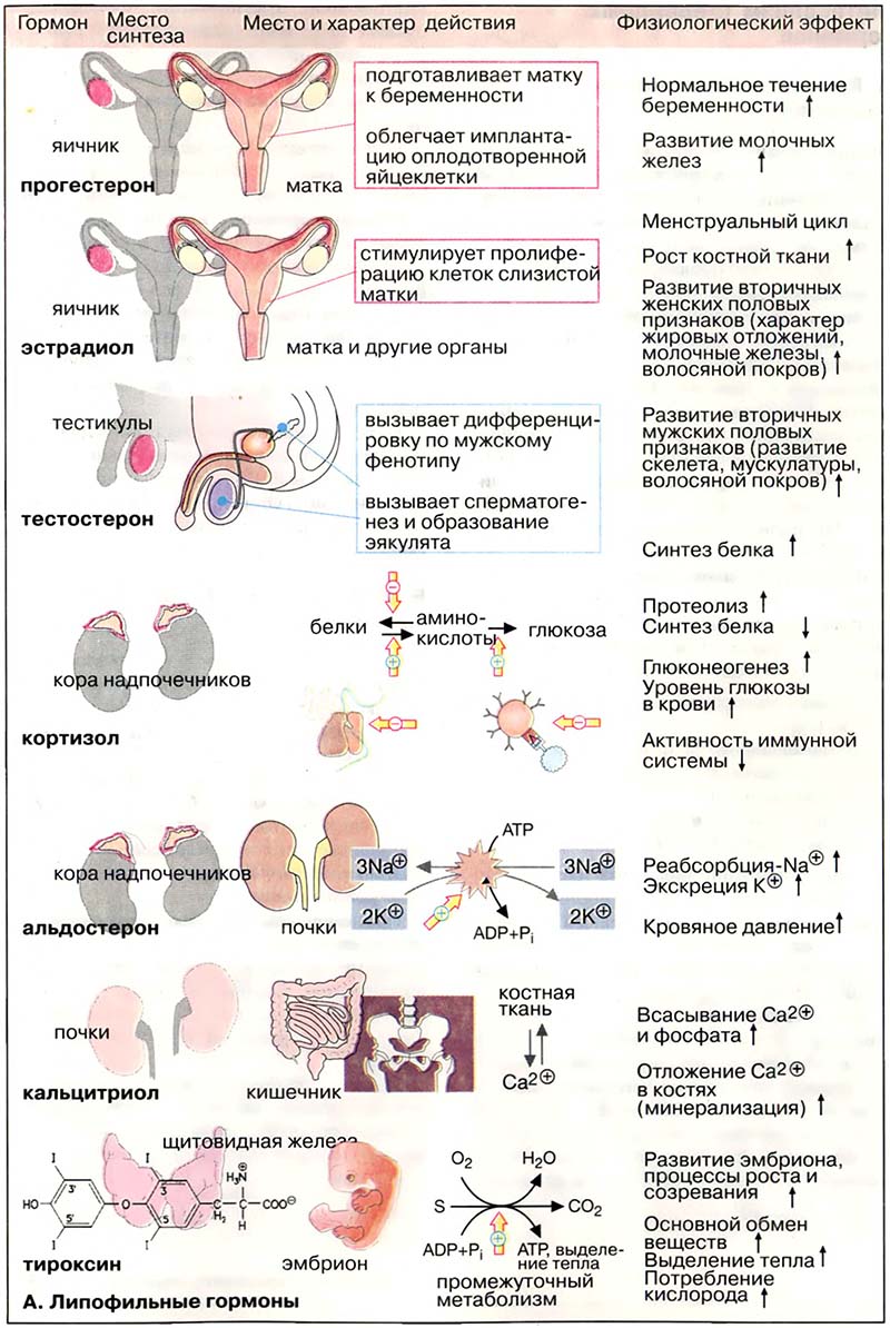 Гормоны. Липофильные гормоны / Липофильные гормоны