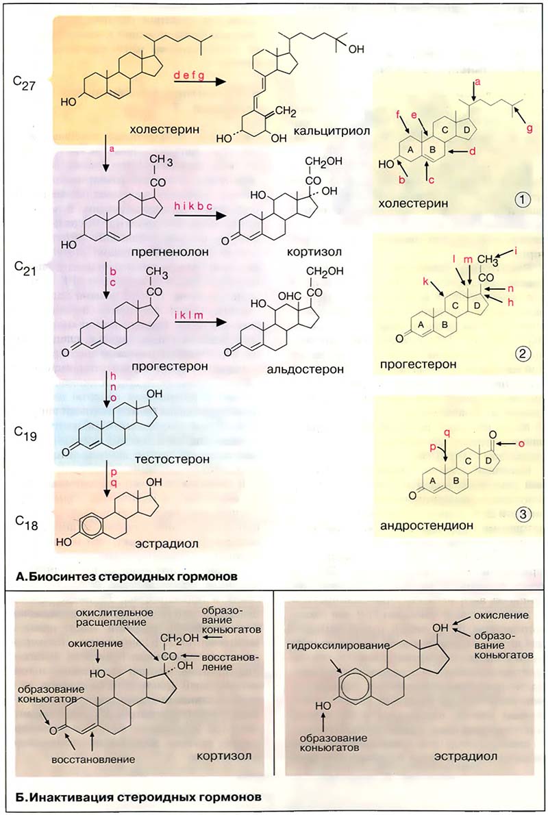 Гормоны. Липофильные гормоны / Метаболизм стероидных гормонов