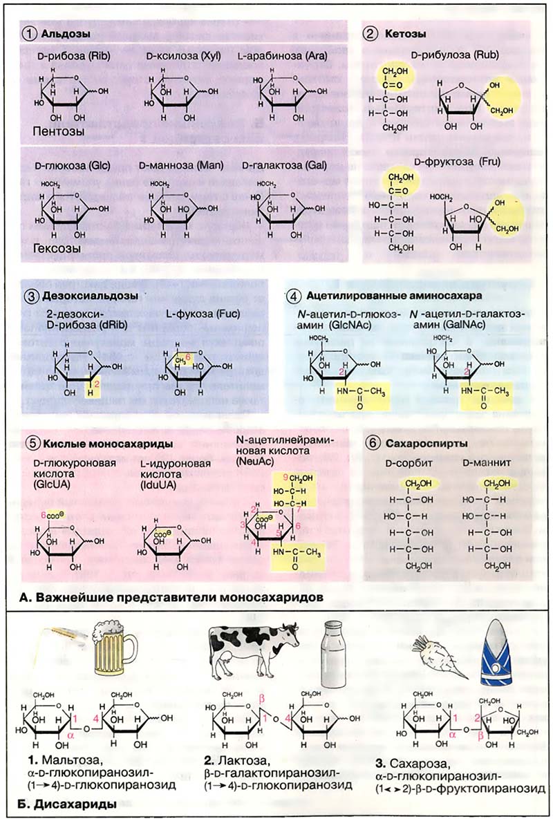 Биомолекулы. Углеводы / Моно- и дисахариды