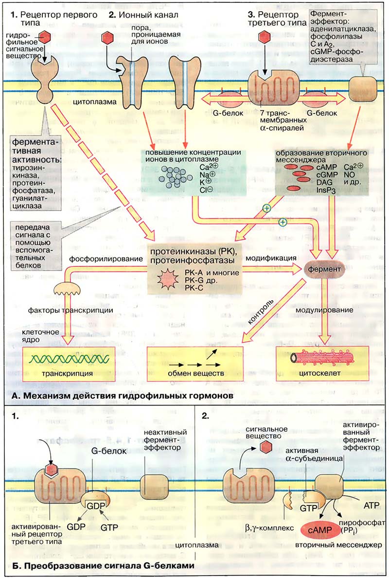 Гормоны. Гидрофильные гормоны / Механизм действия гидрофильных гормонов