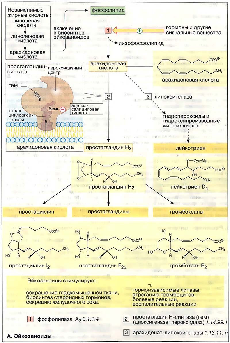 Гормоны. Медиаторы / Эйкозаноиды