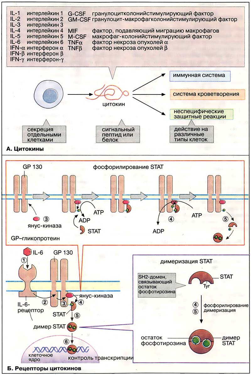 Гормоны. Медиаторы / Цитокины