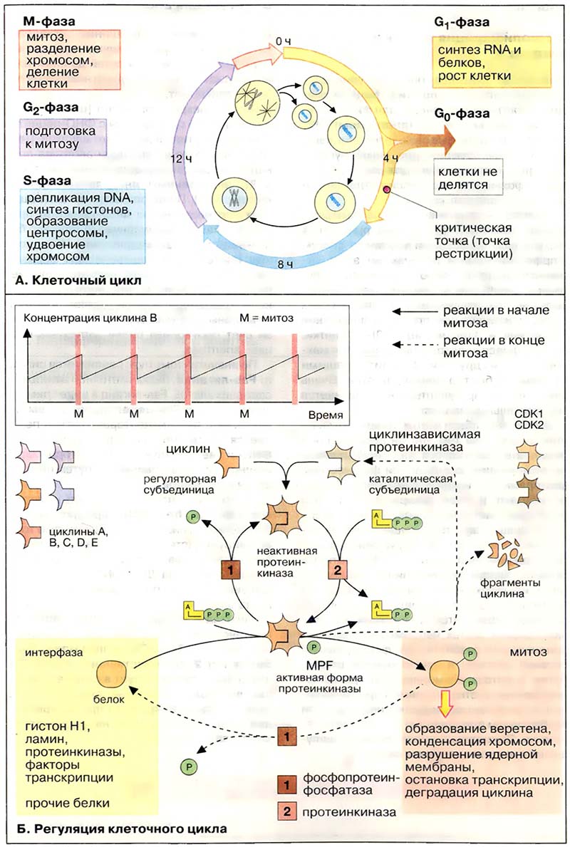 Рост и развитие. Деление клеток / Клеточный цикл