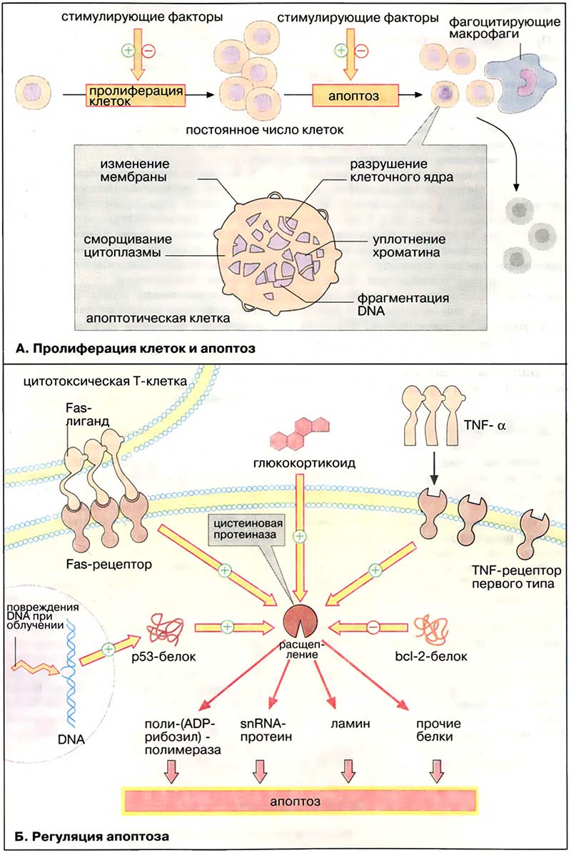 Рост и развитие. Деление клеток / Апоптоз