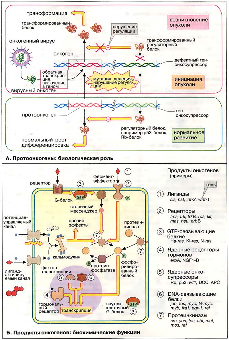 Рост и развитие. Деление клеток / Онкогены