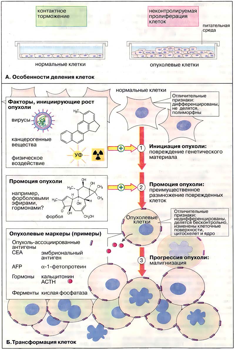 Рост и развитие. Деление клеток / Канцерогенез