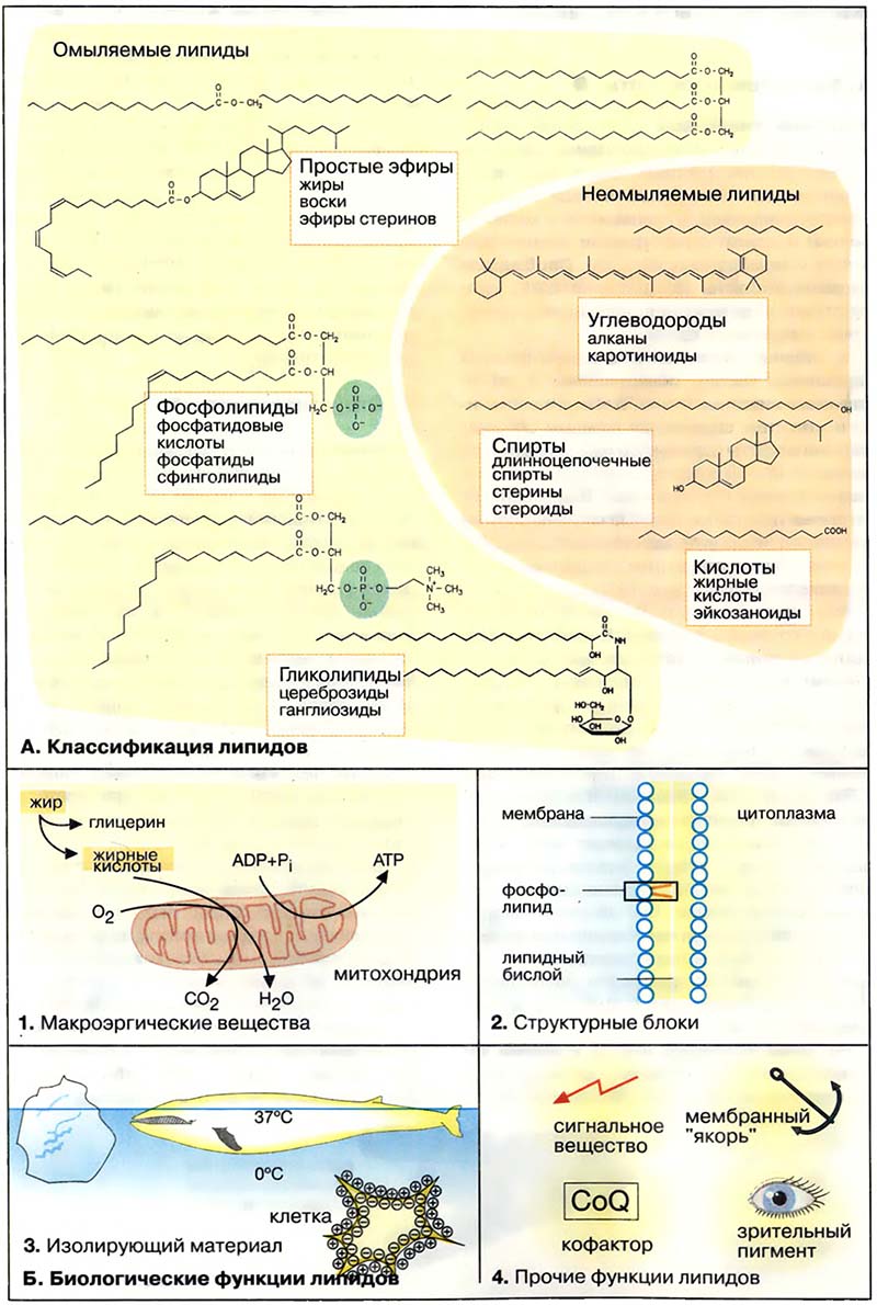 Биомолекулы. Липиды / Липиды