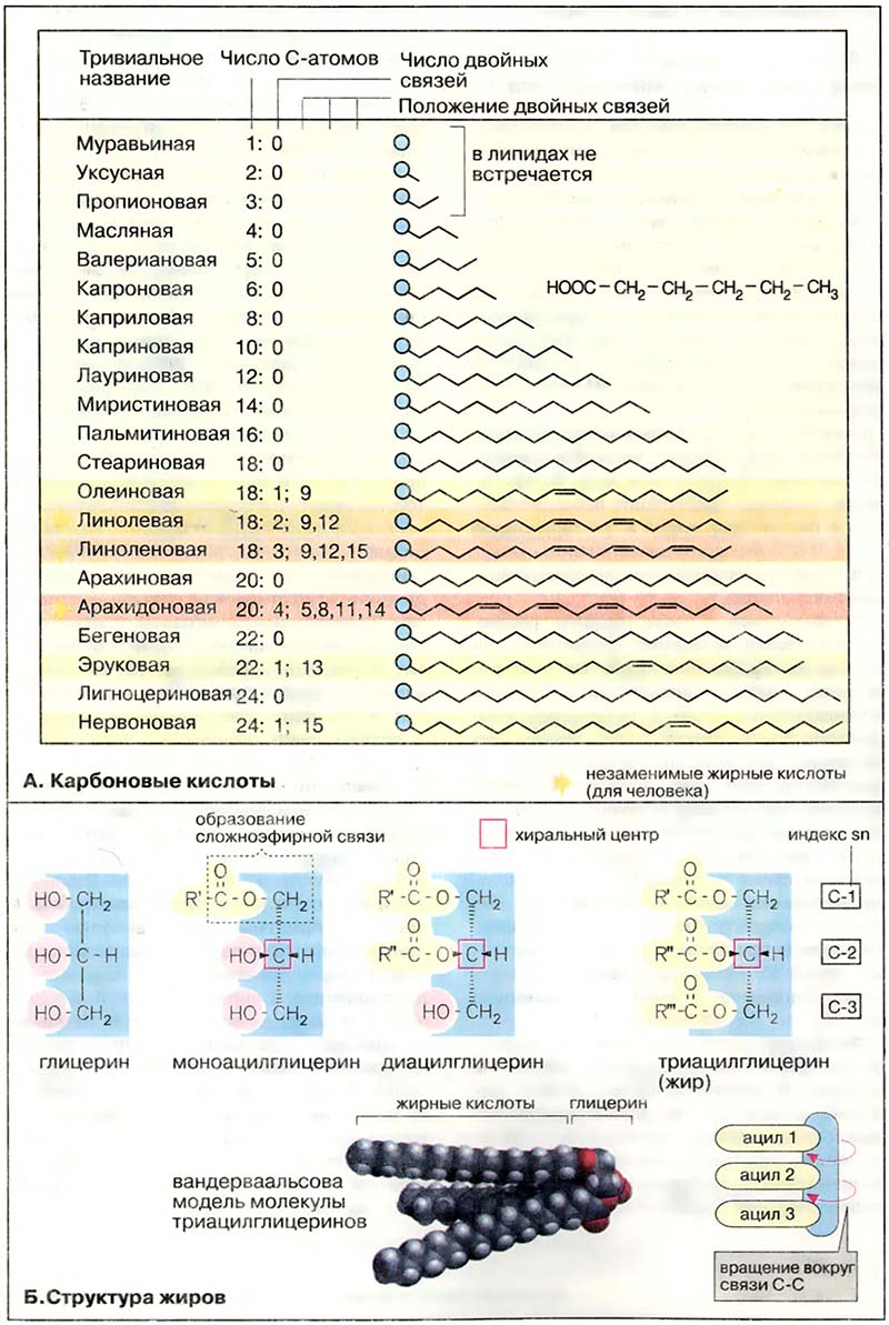 Биомолекулы. Липиды / Жирные кислоты и нейтральные жиры