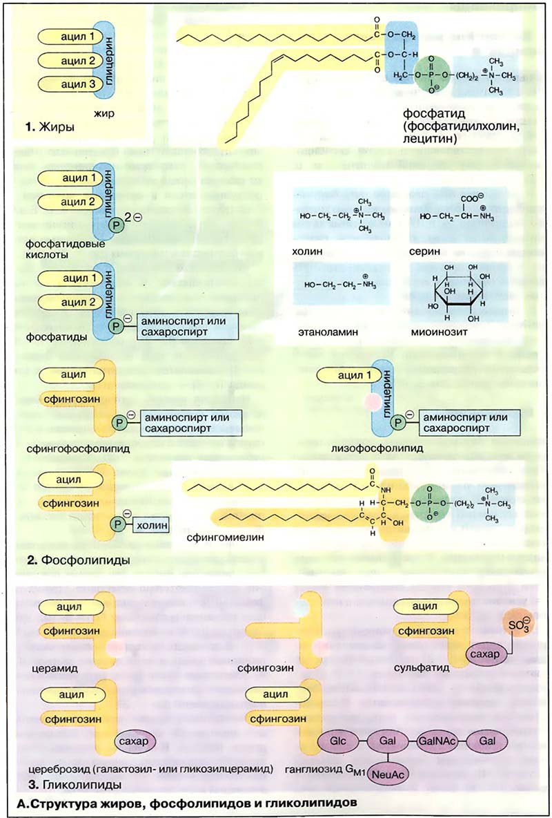 Биомолекулы. Липиды / Фосфолипиды и гликолипиды