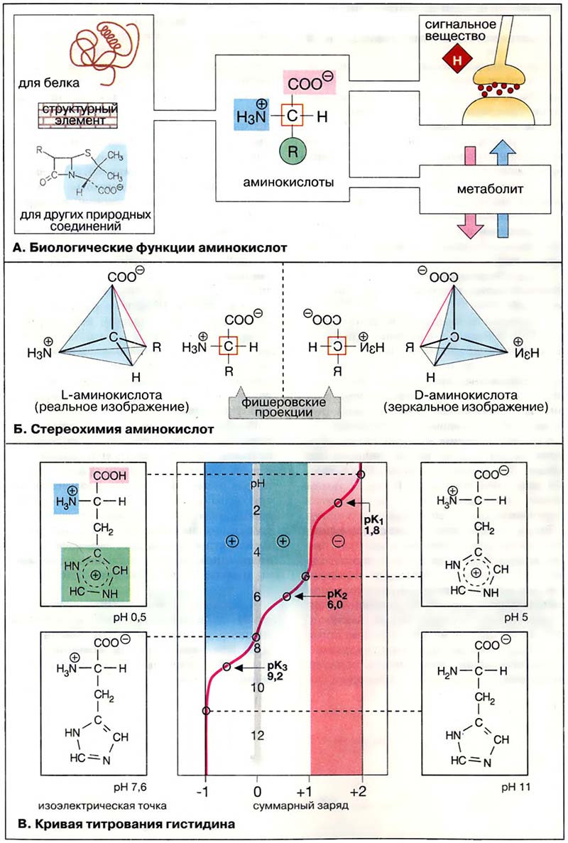 Биомолекулы. Аминокислоты / Аминокислоты: физические и химические свойства