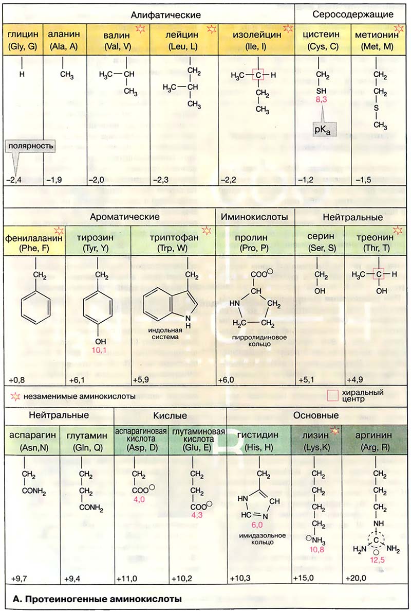 Биомолекулы. Аминокислоты / Протеиногенные аминокислоты