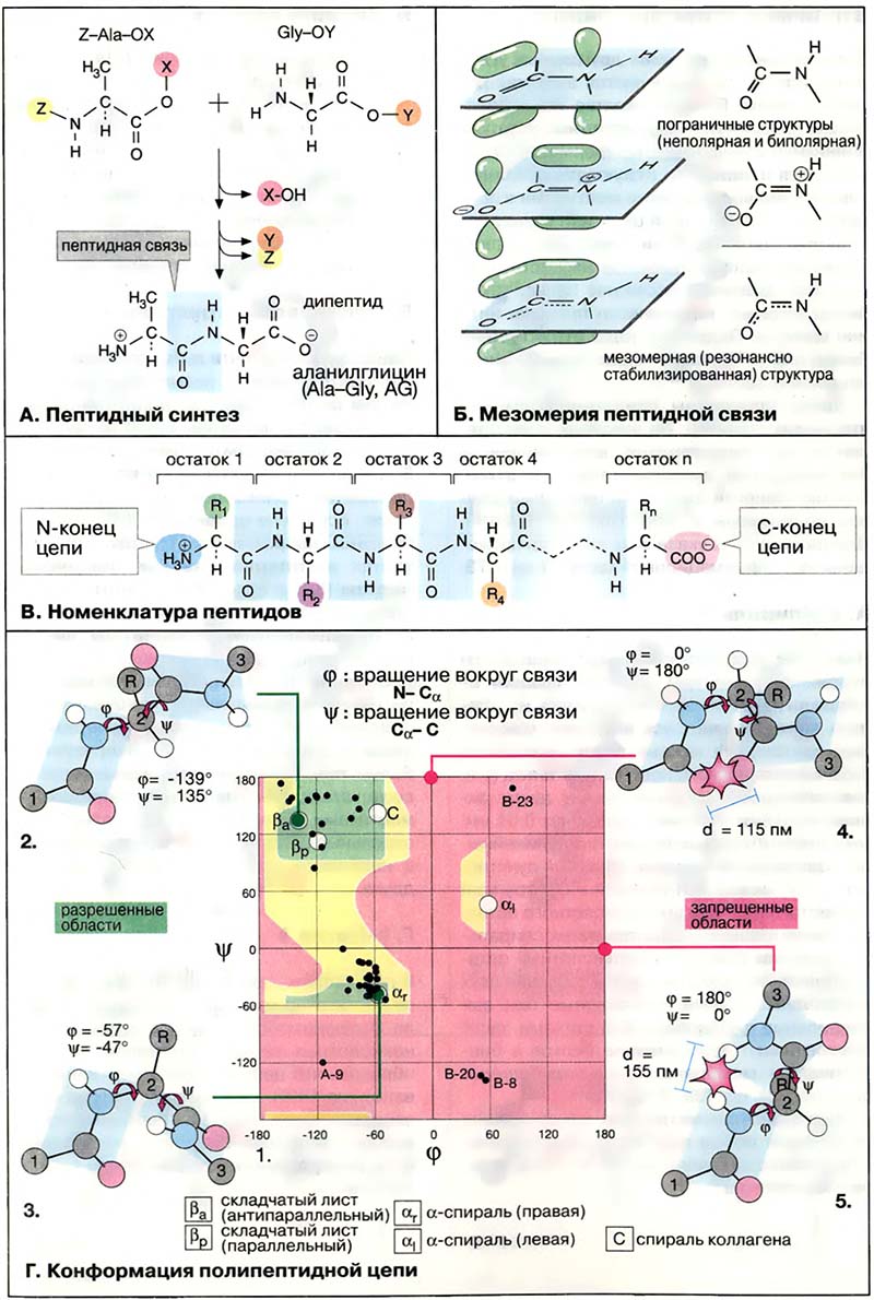 Биомолекулы. Пептиды и белки / Пептидная связь