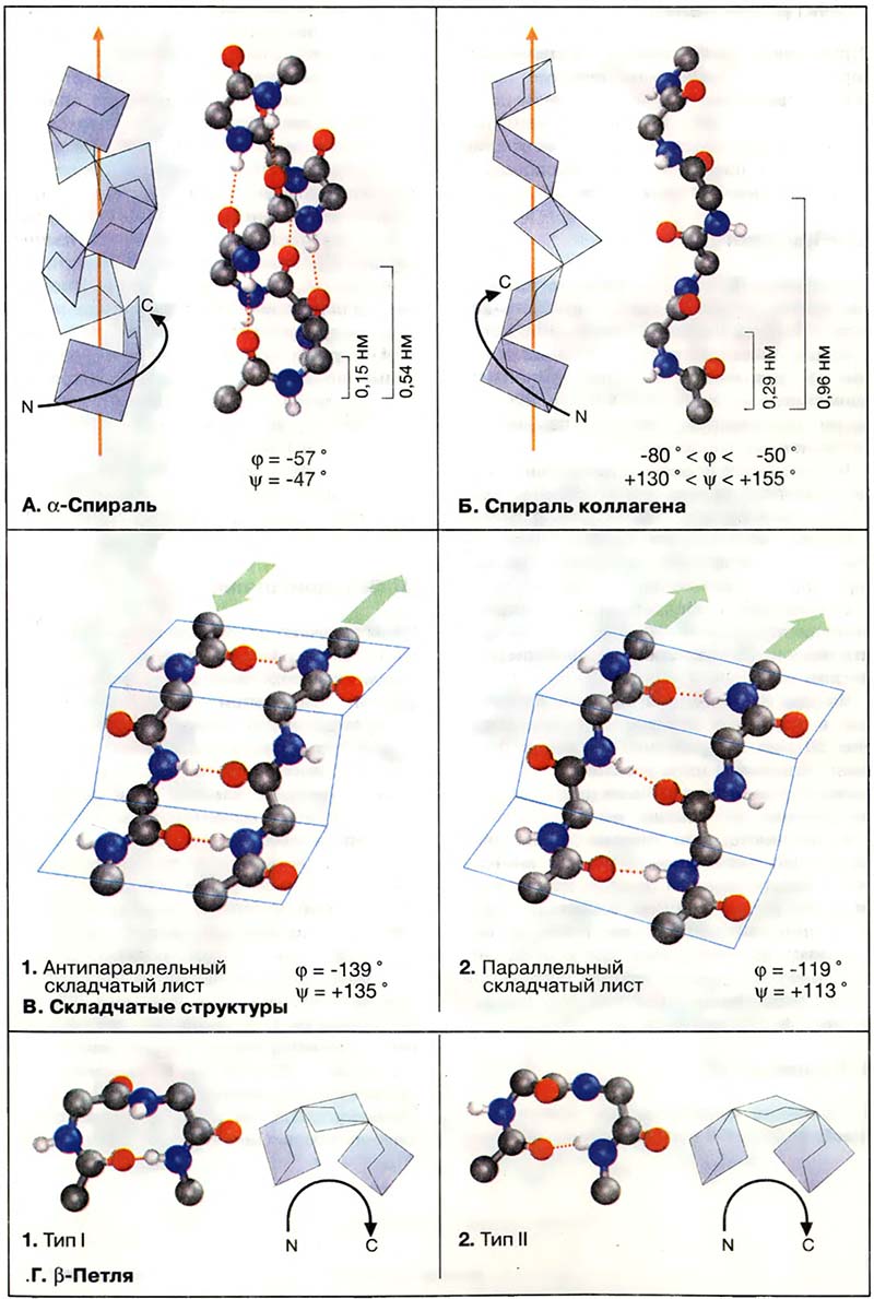 Биомолекулы. Пептиды и белки / Вторичные структуры белков