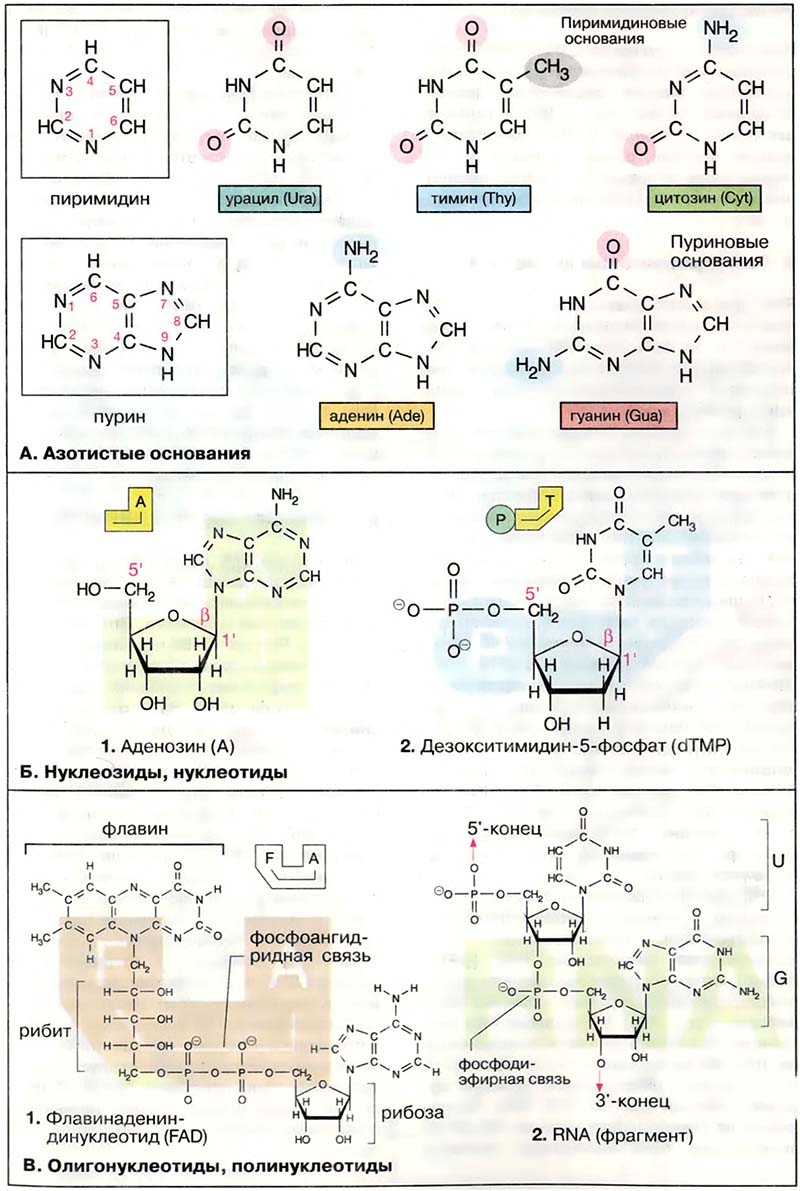 Биомолекулы. Нуклеиновые кислоты / Азотистые основания и нуклеотиды