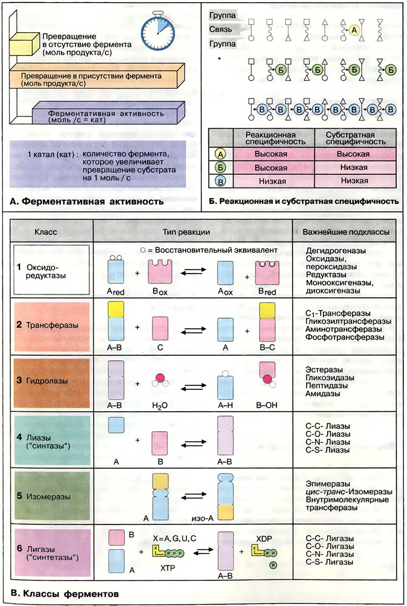 Метаболизм. Ферменты / Ферменты: общие сведения