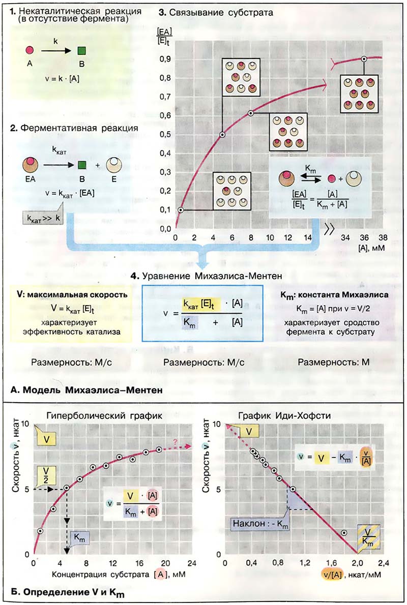 Метаболизм. Ферменты / Кинетика ферментативных реакций