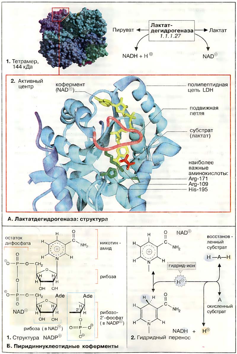 Метаболизм. Ферменты / Лактатдегидрогеназа: структура