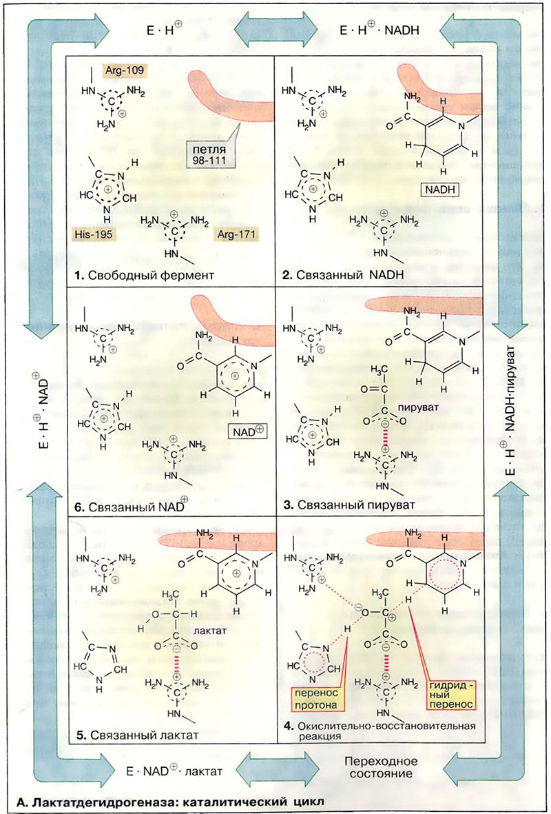 Метаболизм. Ферменты / Лактатдегидрогеназа: механизм каталитической реакции