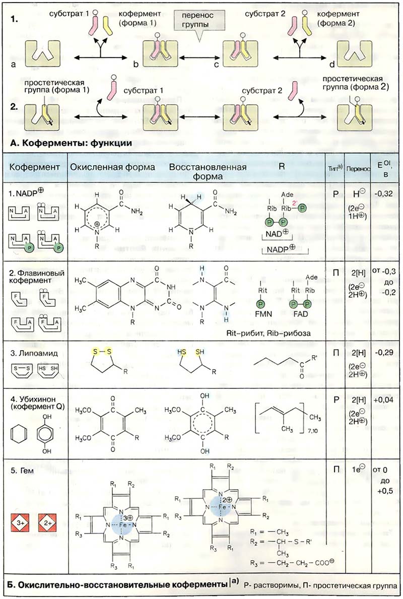 Метаболизм. Ферменты / Окислительно-восстановительные коферменты