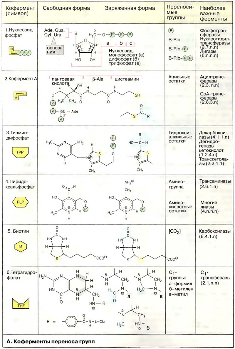 Метаболизм. Ферменты / Коферменты переноса групп