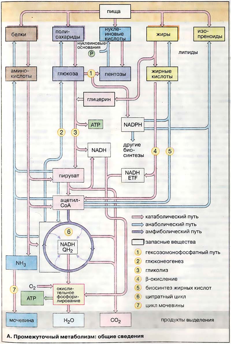 Метаболизм. Регуляция / Промежуточный метаболизм