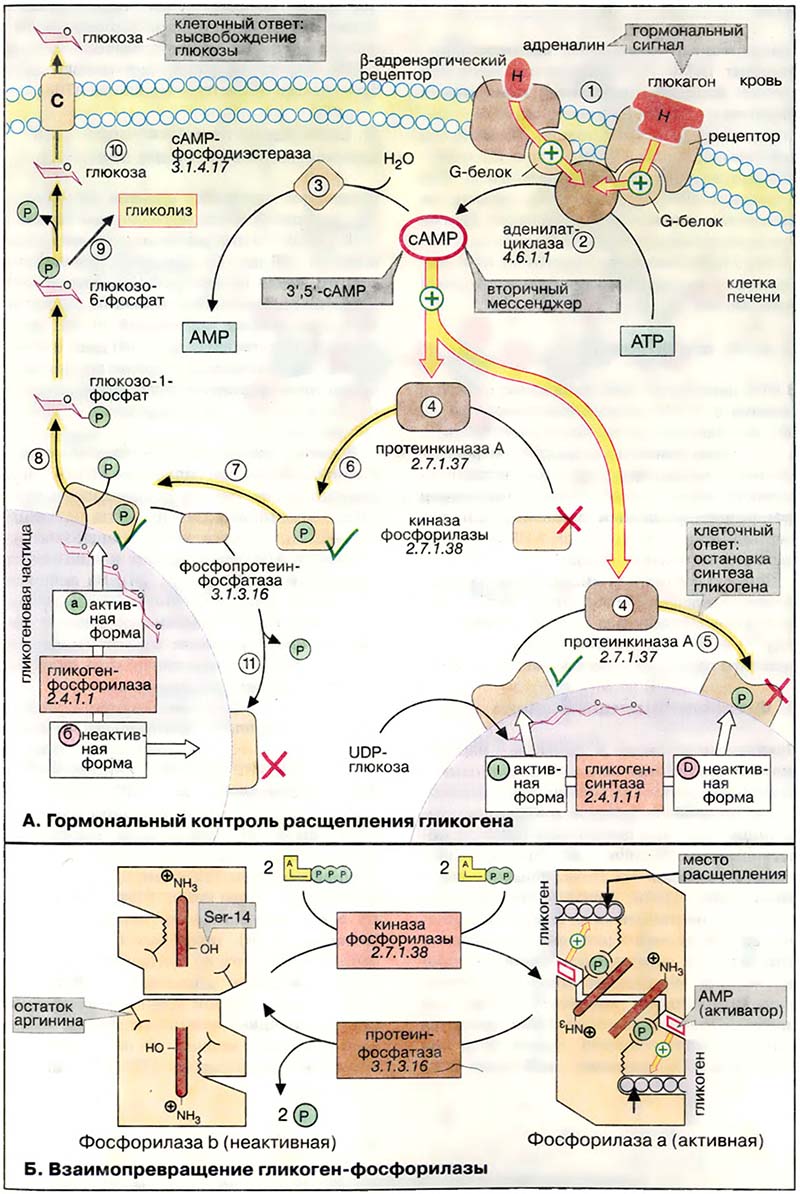 Метаболизм. Регуляция / Гормональный контроль