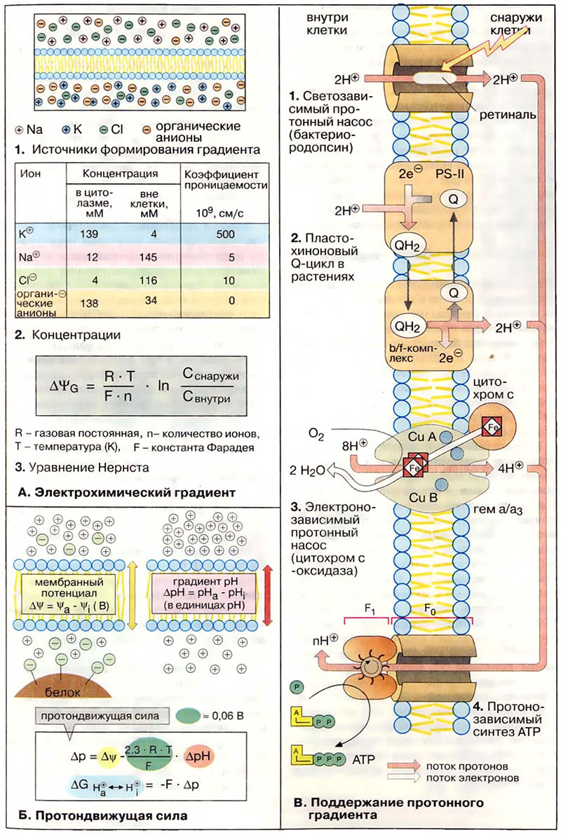 Метаболизм. Энергетика / Сохранение энергии на мембранах