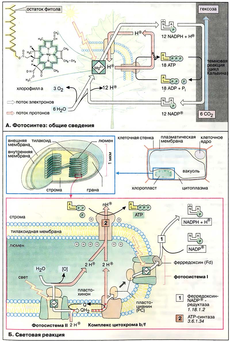 Метаболизм. Энергетика / Фотосинтез: световые реакции