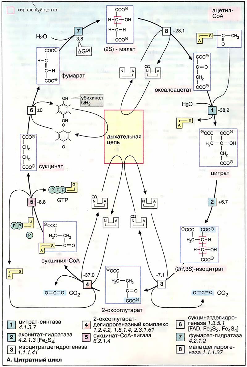 Метаболизм. Энергетика / Цитратный цикл: реакции