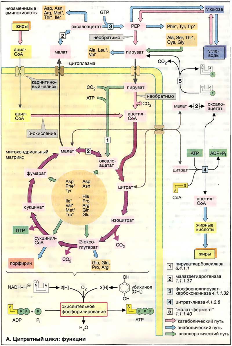 Метаболизм. Энергетика / Цитратный цикл: метаболические функции