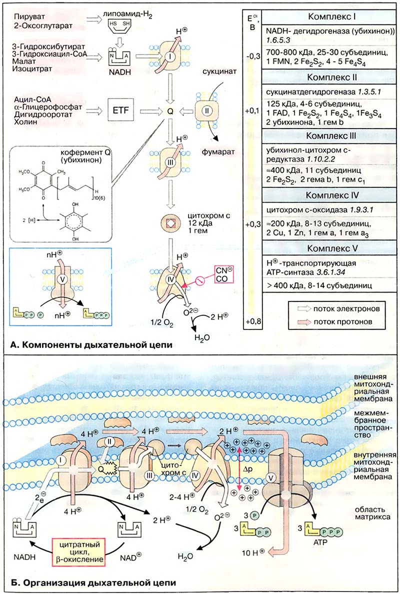 Метаболизм. Энергетика / Дыхательная цепь