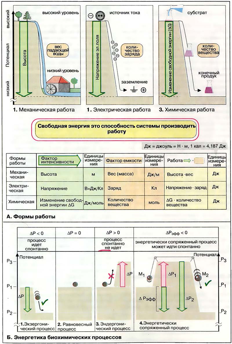 Основы биохимии. Физическая химия / Энергетика