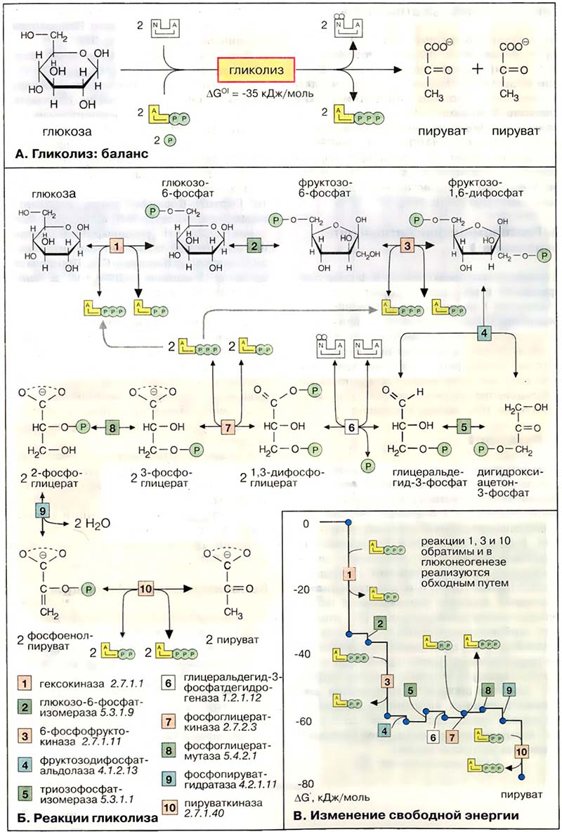 Метаболизм углеводов / Гликолиз