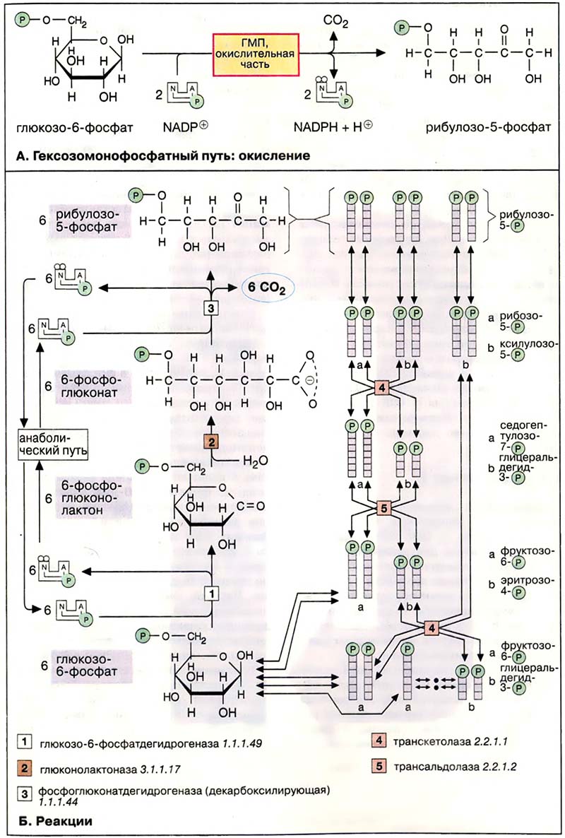 Метаболизм углеводов / Гексозомонофосфатный путь