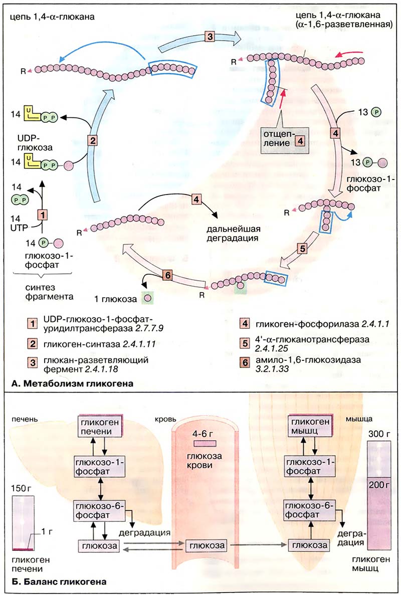 Метаболизм углеводов / Метаболизм гликогена