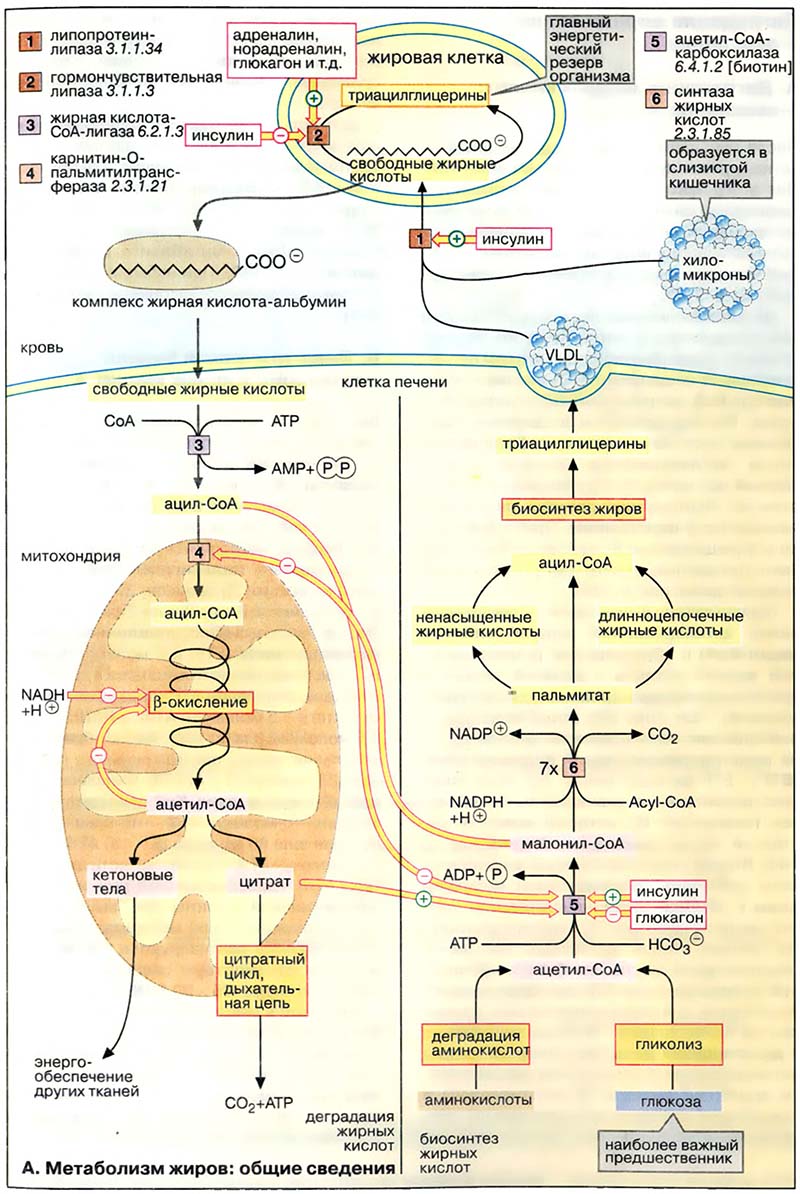Метаболизм липидов / Метаболизм жиров