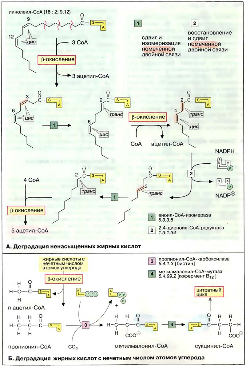 Метаболизм липидов / Побочные пути деградации жирных кислот