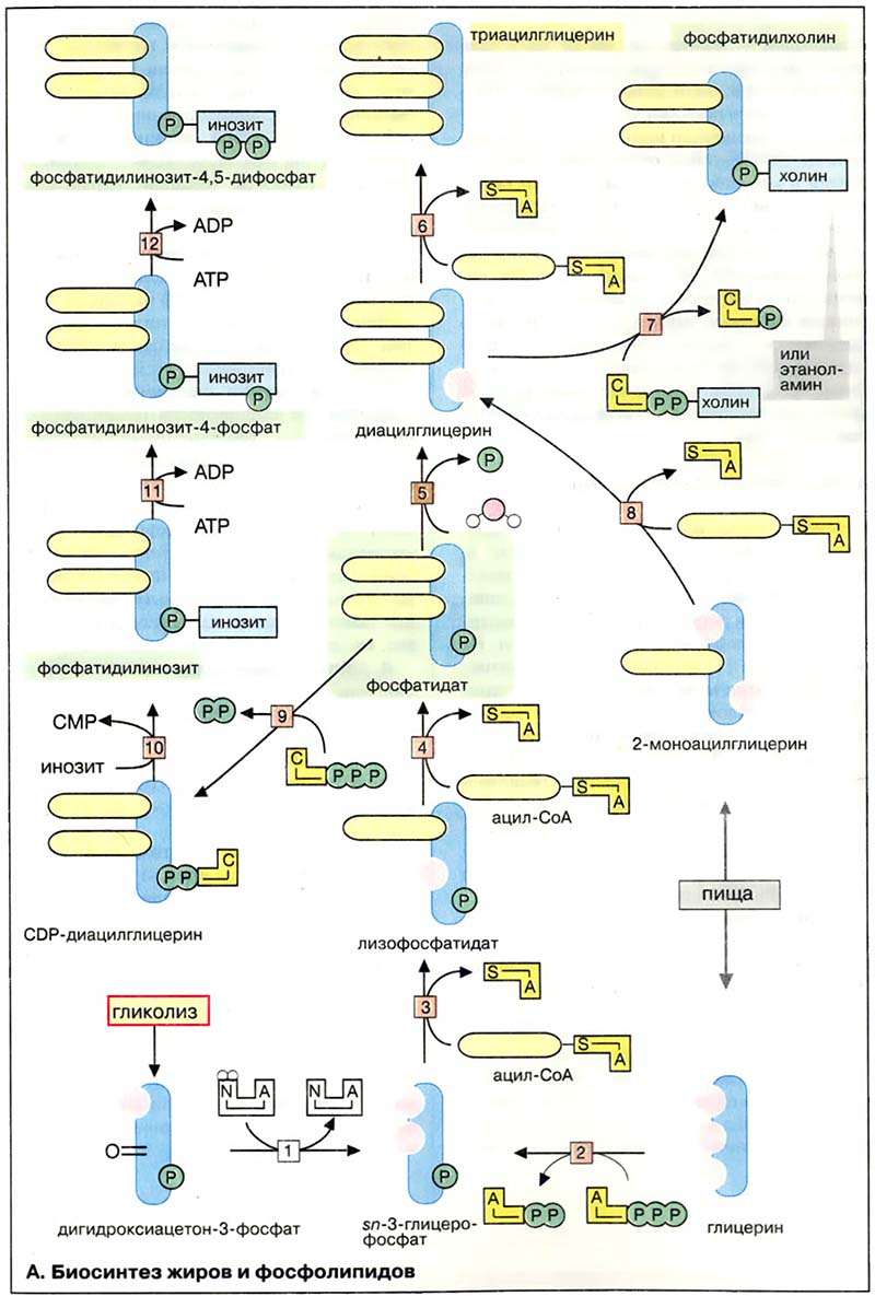 Метаболизм липидов / Биосинтез сложных липидов