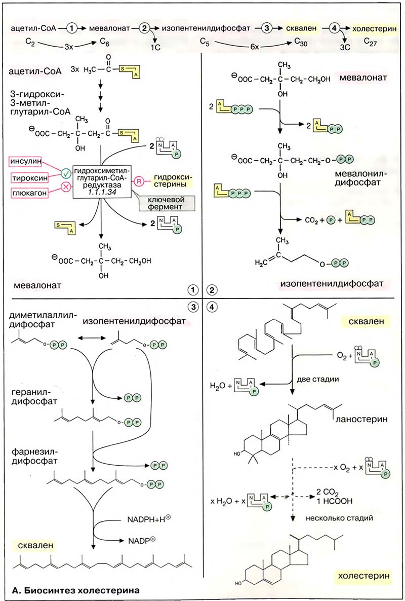 Метаболизм липидов / Биосинтез холестерина