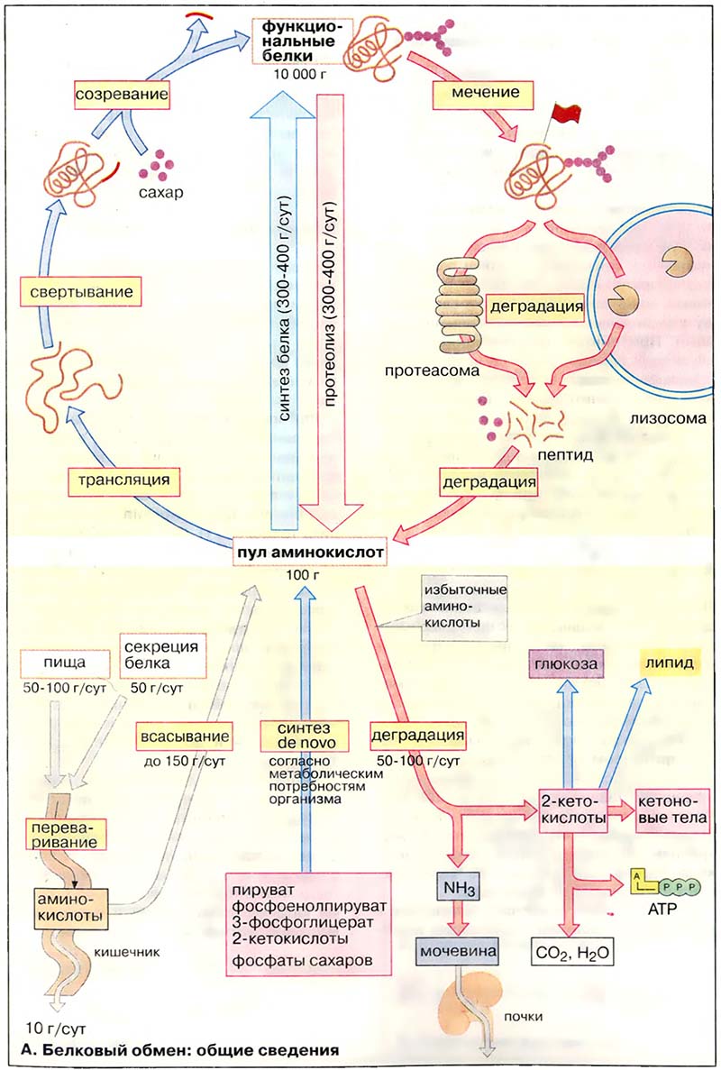 Метаболизм белков / Белковый обмен: общие сведения