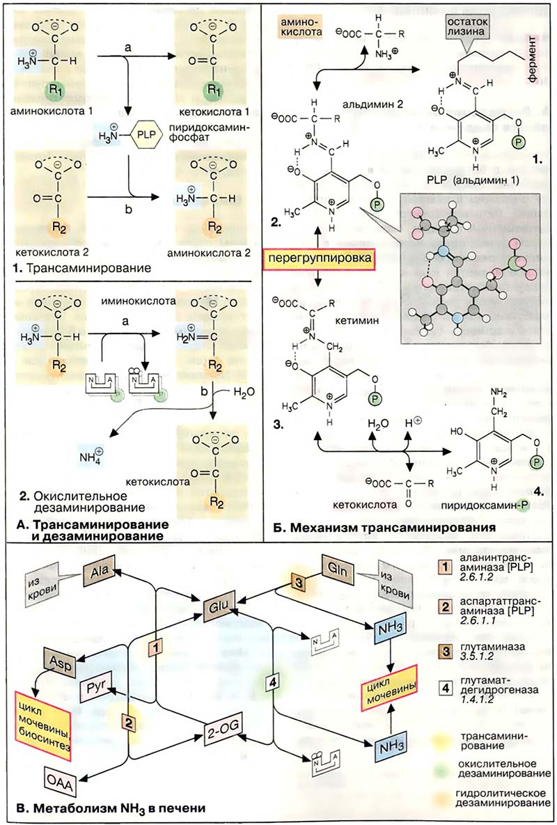 Метаболизм белков / Трансаминирование и дезаминирование