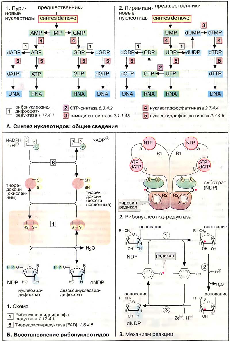 Метаболизм нуклеотидов / Биосинтез нуклеотидов