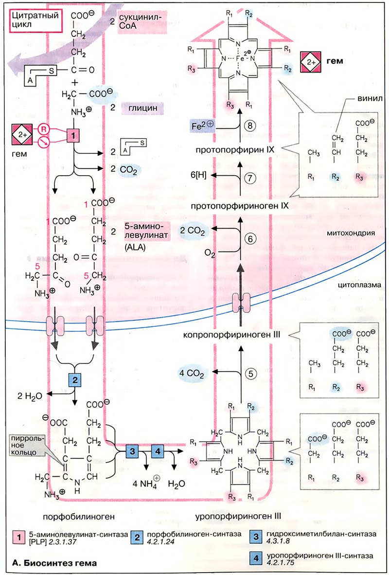 Метаболизм порфиринов / Биосинтез гема