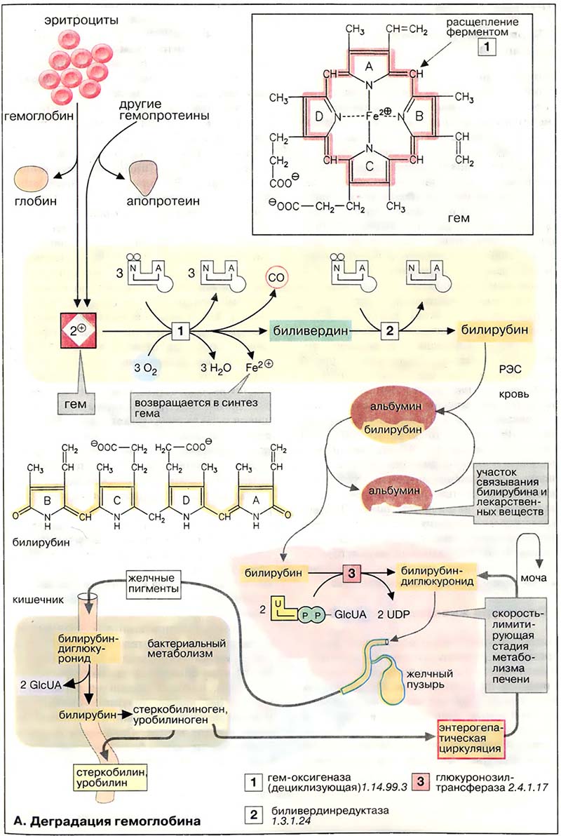 Метаболизм порфиринов / Деградация порфиринов