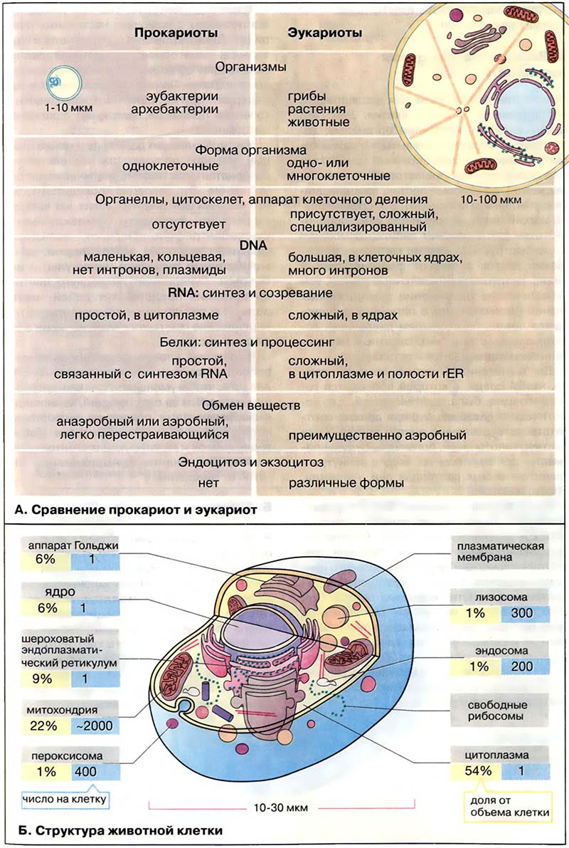 Организация клетки. Структура клеток / Структура клеток