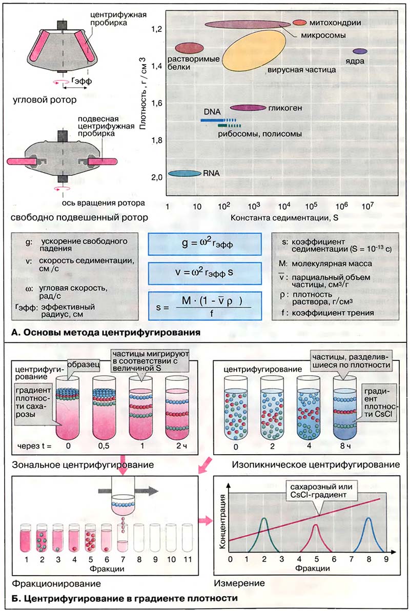 Организация клетки. Структура клеток / Центрифугирование