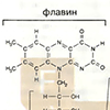 Азотистые основания и нуклеотиды