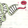 Б. Транспортные РНК (tRNA<sup>Phe</sup>)