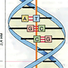 Б. Структура ДНК